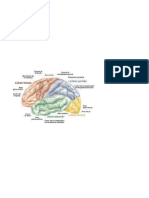 Neurodesarrollo - Terapia Ocupacional