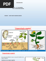 ORGANOLOGÍA VEGETAL 1ero y 2do - Valiente ZPT