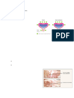 Week+12 Urinary+System+Disorders