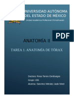  anatomia torax