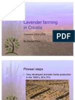 Lavender Farming in Croatia