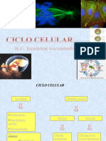 Control de Ciclo Celular Itan