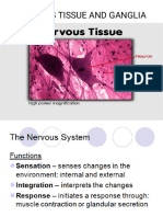 NERVOUS TISSUE AND GANGLIA