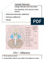 CranialNrv