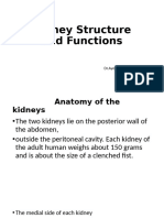 kidney-