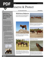 2007-Wild-Horse-Behavior