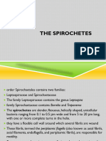 Spirochetes-1 (1)