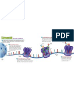 Protein Synthesis