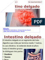 INTESTINO DELGADO 19-20 (4)