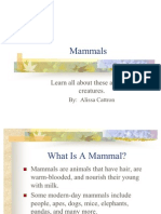 Mammals: Learn All About These Amazing Creatures