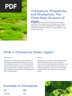 Chlorophyta-Phaeophyta-and-Rhodophyta-The-Three-Major-Divisions-of-Algae