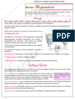 Sistema_Respiratorio.docx