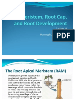 Root Meristem, Root Cap, and Root