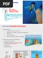 2024810153445746_37685Phylum Porifera