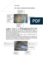 Diseccion Femoral Posterior-Stephany Hernandez