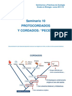 Seminario 10 - PROTOCORDADOS Y PECES (Modo de Ad