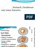 Esophages and Stomach ...........