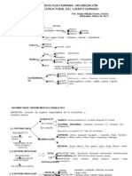 Organizacion Estructural Del Cuerpo Humano