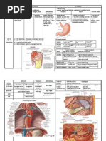 Oesophagus & Stomach