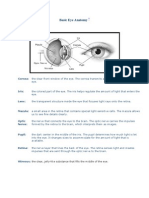 Basic Eye Anatomy: Cornea