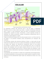 Membrana Celular