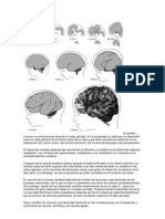 El Cerebro Humano Ha Evolucionado Durante Un Largo Período