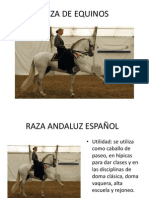 Presentacion Razas de Equinos