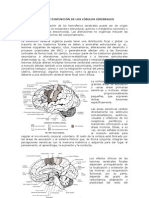 Disfunciones Cerebrales