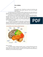 Funciones de La Corteza Cerebral