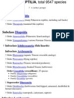 Reptile Classification