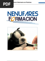 Auxiliar Clinica Veterinaria