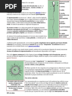 Concepción - Fecundación