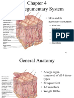 Ch04 Anatomy Skin