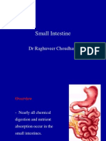 Small Intestine: DR Raghuveer Choudhary