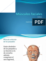 Músculos Faciales