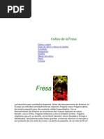 Cultivo de La Fresa