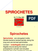 Spirochetes: Dr.T.V.Rao MD