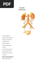 Anatomía Renal