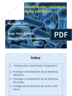 Bacterias Quimiolitótrofas Del Hierro y Azufre (Presentacion)