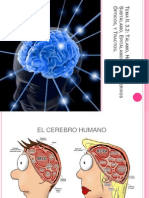 Tálamo, Hipotálamo, Subtálamo, Epitálamo, Retina, Nervios Opticos y Tractos.