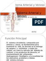 Sistema Arterial y Venoso Importante