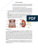 The Urinary System