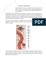 Invasion y Mestastasis 12