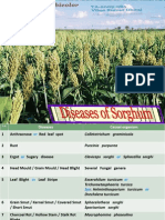 Disease of Sorghum