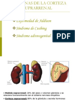 Hormonas de La Corteza Suprarrenal