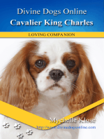 Cavalier King Charles Spaniel