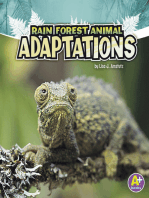 Rain Forest Animal Adaptations