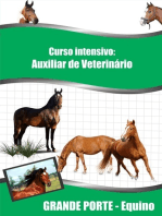 Auxiliar Veterinário Grande Porte