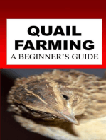 Quail Farming: A Beginner's Guide