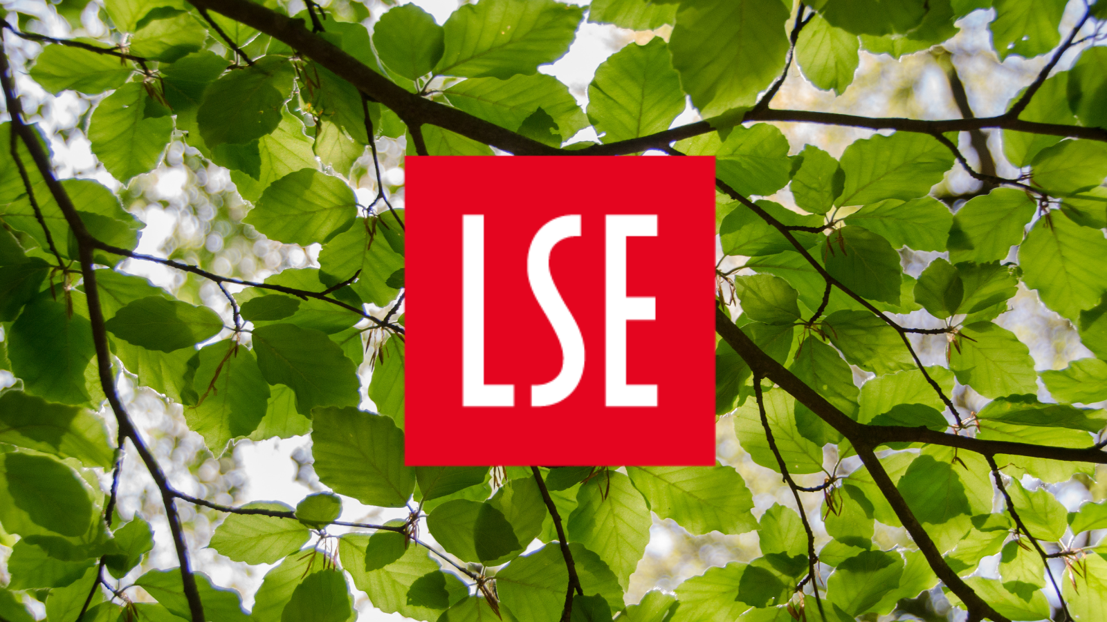 lse_tree_16x9